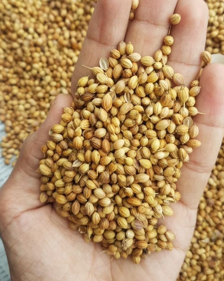 Coriander Seeds Exporter